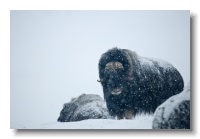 Musk Ox_ANL_6788